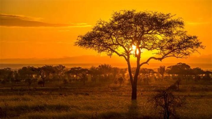 Savanna