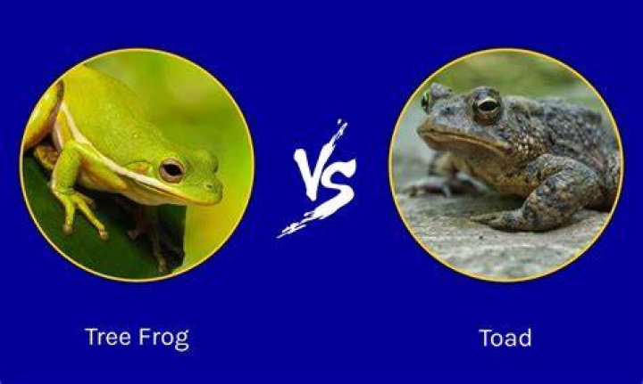 The Frog