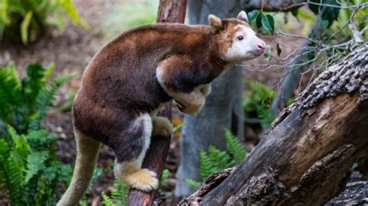 The Kangaroo