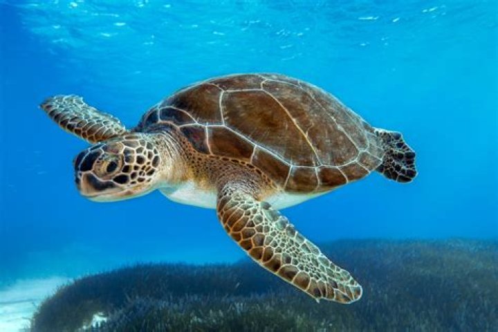 The Turtle